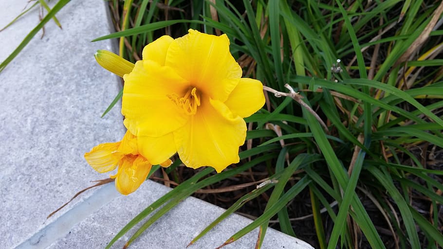 nature, flower, flora, leaf, summer, garden, yellow flower HD wallpaper