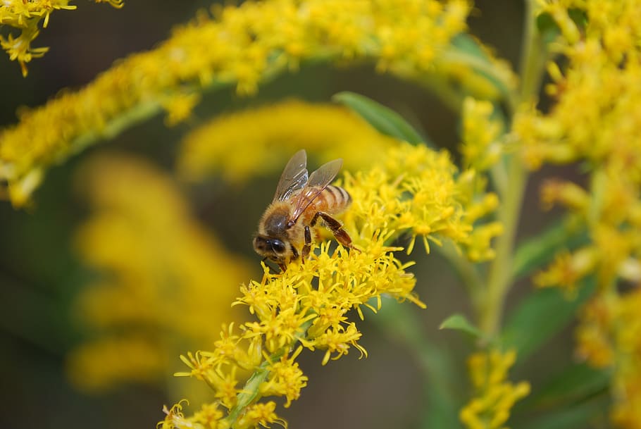 bee, pollen, insect, beekeeping, pollinate, one animal, animals in the wild HD wallpaper