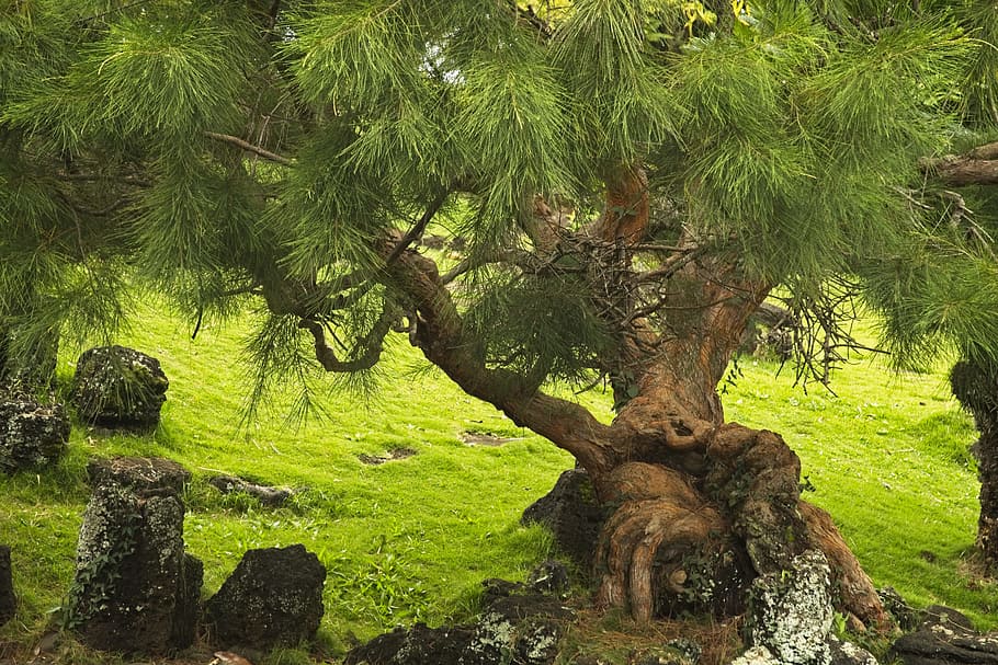 tree, pine, nature, japanese, garden, landscape, grass, plant HD wallpaper