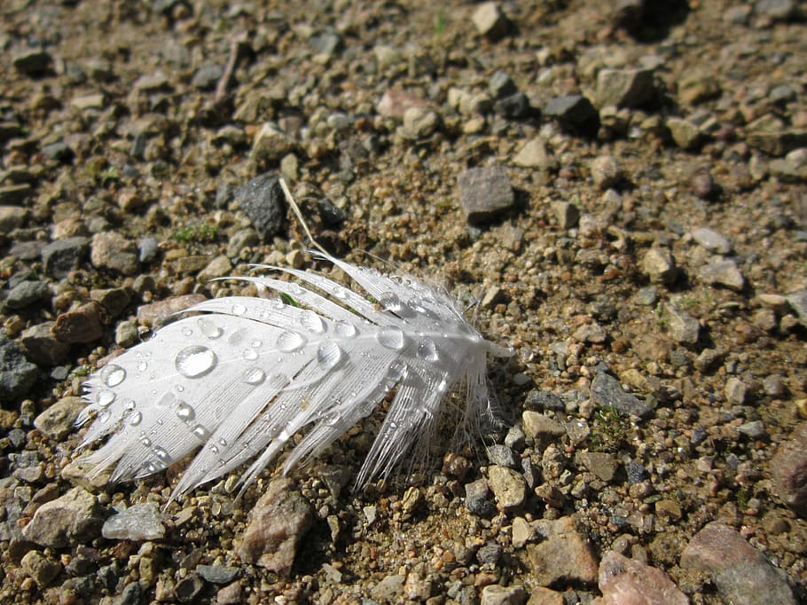 Raindrop, Drip, Dew, Wet, Water, Spring, bird, slightly, feathers wet HD wallpaper