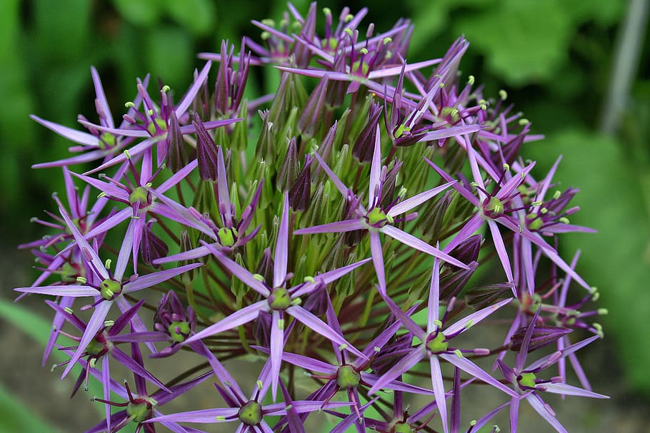 macro photography of cluster flower, star, nature, plant, growth HD wallpaper