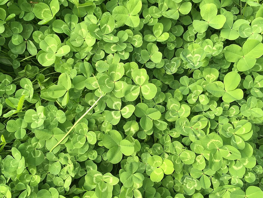 Clover, Green, Spring, green Color, nature, leaf, plant, freshness HD wallpaper