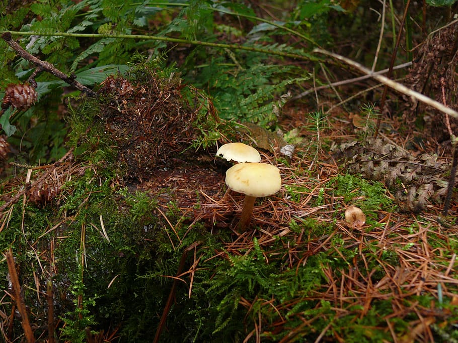 Online crop | HD wallpaper: forest mushroom, forest floor, fern, moss