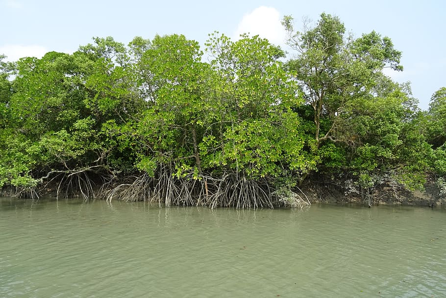 mangroves, sundarbans, forest, stilt root, rhizophora apiculata, HD wallpaper