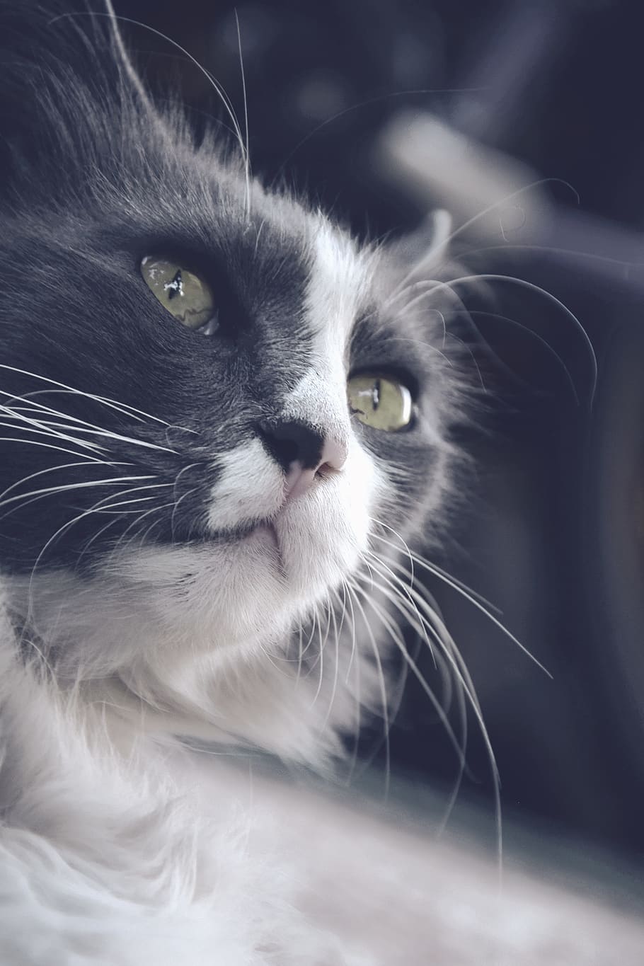 cat, speck, green eyes, mustache, longhair cat, cat white gray, HD wallpaper