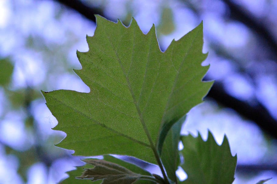 leaf, green, plants, tree, nature, plant part, growth, beauty in nature HD wallpaper