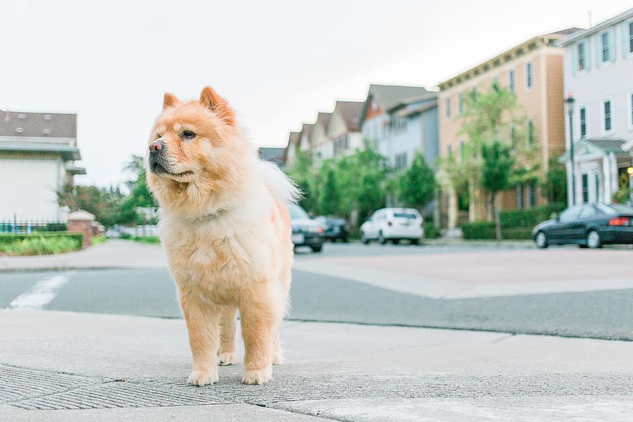 adult tan chow chow on pavement, chow chow stands near cars and building at daytime