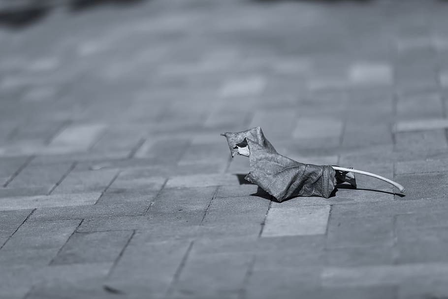 still, items, things, leaf, dried, wilted, concrete, slab, floor HD wallpaper