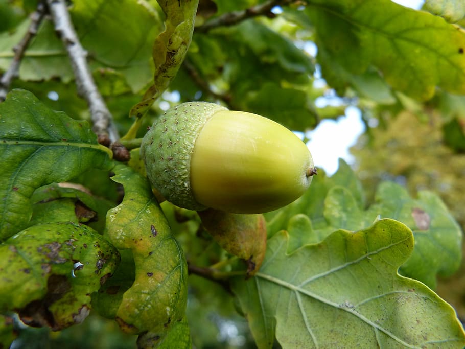 Oak, Acorn, Fruit, Tree, Green, Branch, autumn, nature, leaf HD wallpaper