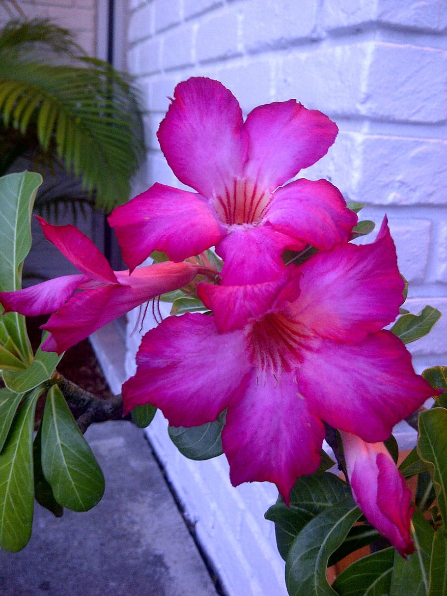 flower, fuschia, floral, plant, flowering plant, petal, pink color, HD wallpaper