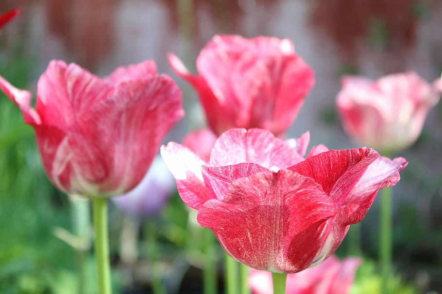 tulip, flower, pink, spring, nature, blossom, bloom, backdrop, HD wallpaper