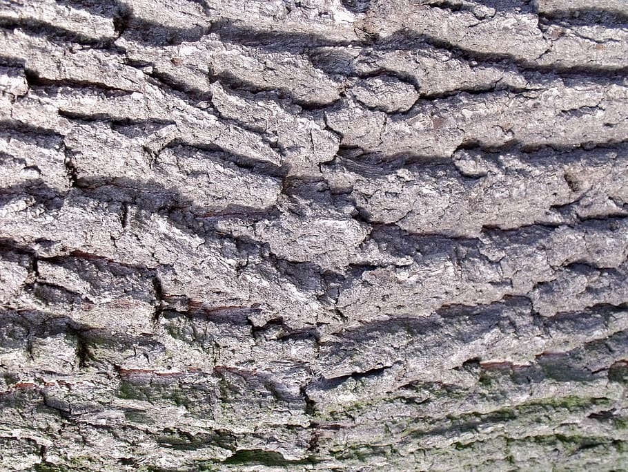 Wood, Tree Bark, Oak, Nature, log, structure, woodworking, tribe HD wallpaper