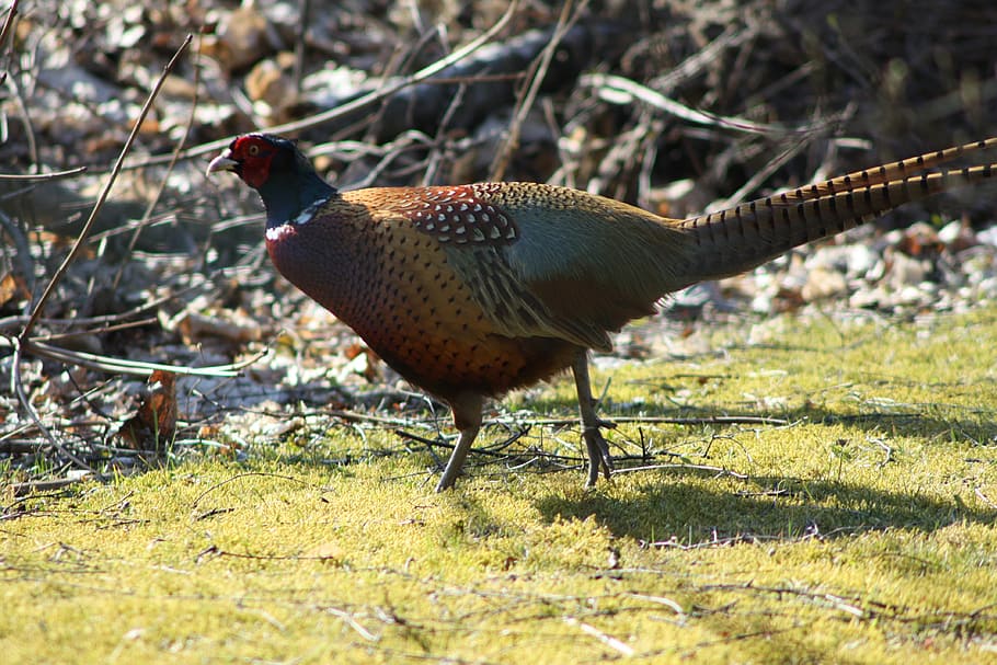 pheasant, bird, game, animal themes, vertebrate, one animal HD wallpaper