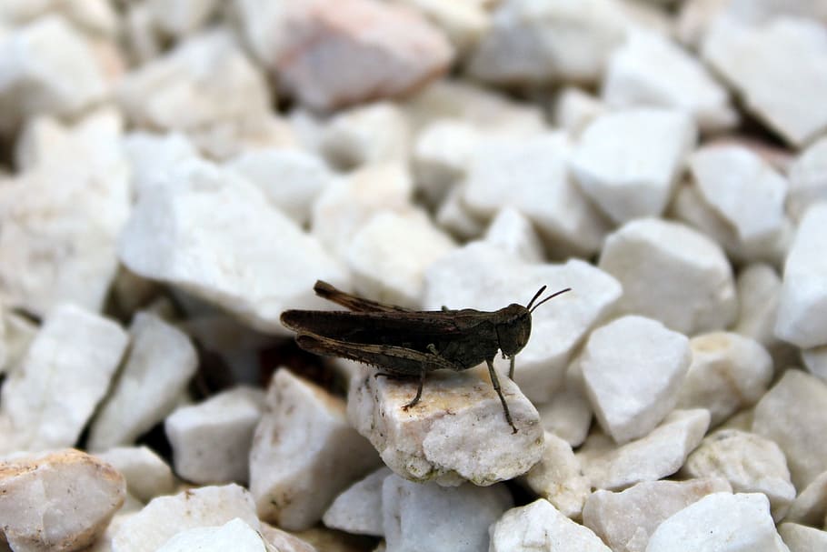 grasshopper, insect, nature, pebbles, animal themes, solid HD wallpaper