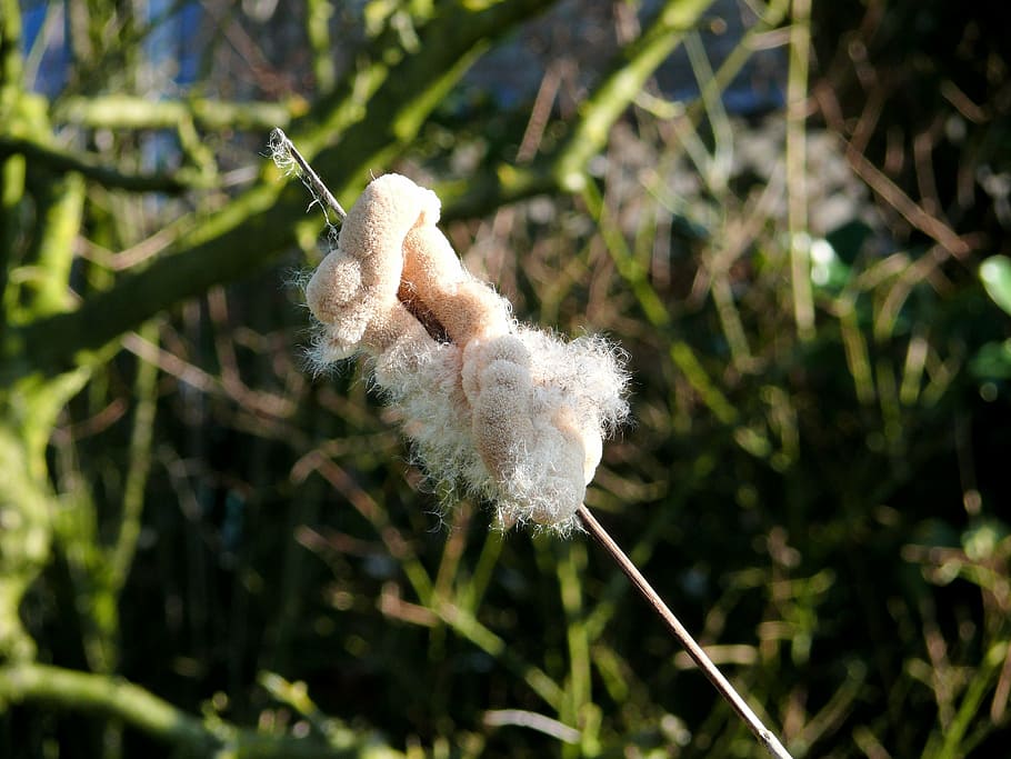 plant, cattail, overblown, growth, close-up, focus on foreground HD wallpaper