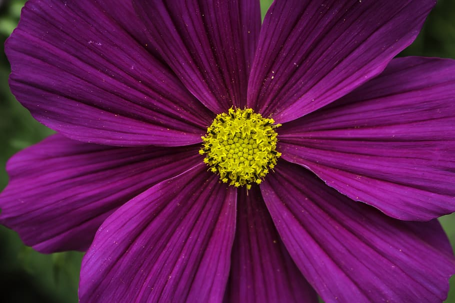 Plant, Flower, Spring, Nature, red, garden, summer, floral HD wallpaper