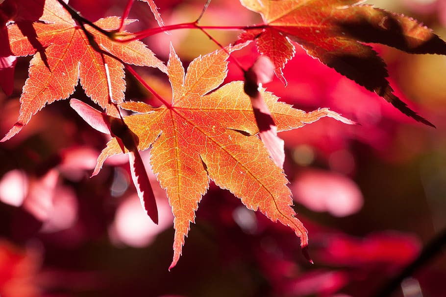 brown maple leaf, autumn, red, leaves, coloring, bright, fall color HD wallpaper