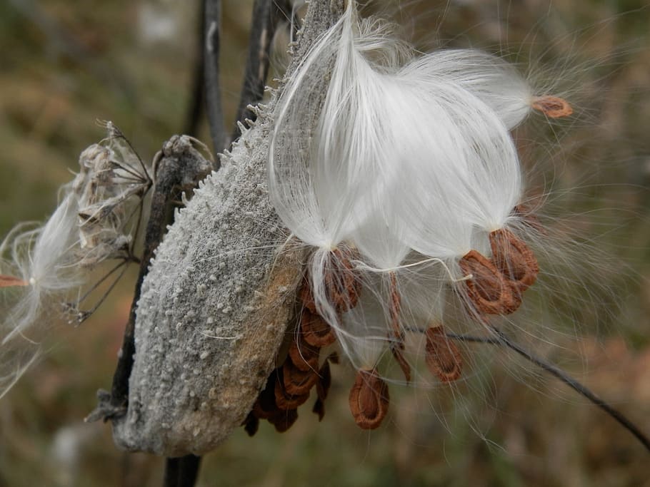 Milkweed, Pod, Milkweeds, Silky, White, plants, growing, dispersal, HD wallpaper