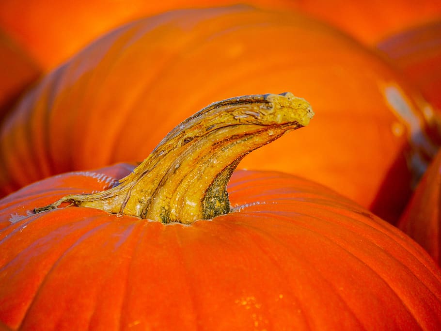bunch of pumpkin, stalk, harvest, autumn, halloween, food, vegetables