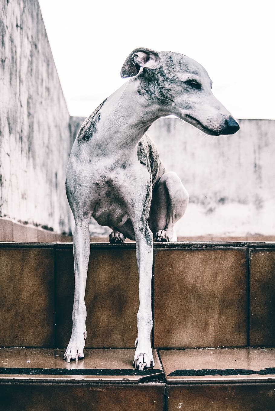 short-coated gray dog on stairs, adult greyhound dog on stairs HD wallpaper