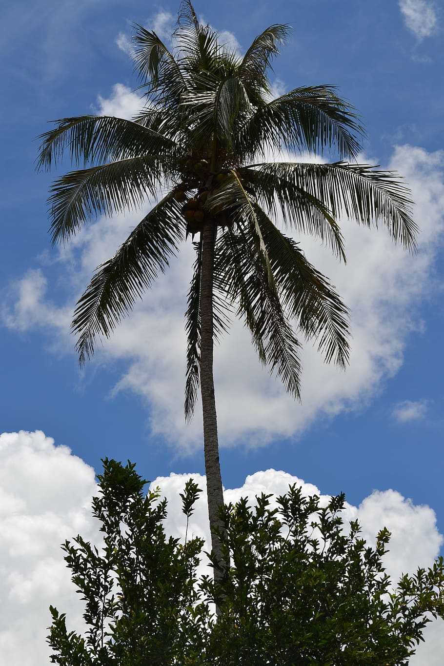 palm, tree, summer, tropical, nature, sky, blue, outdoors, plant HD wallpaper