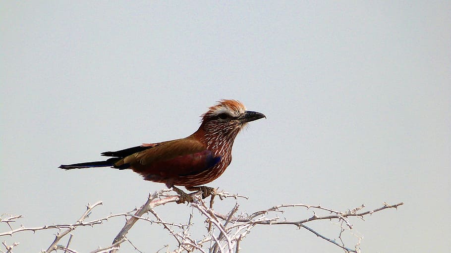 bird, wildlife, namibia, nature, animal, vertebrate, animal themes HD wallpaper