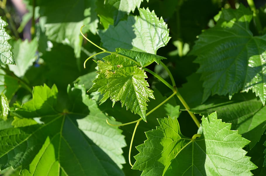 grape leaves, greens, sheet, background, leaves green, grapes HD wallpaper
