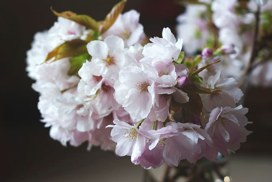 flower, bloom, blur, blossom, petal, plant, garden, field, outdoor HD wallpaper