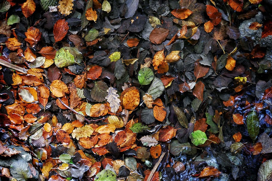 leaves, fall, autumn, forest, leaf, plant part, change, full frame HD wallpaper