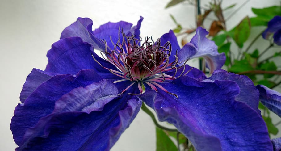 clematis, blossom, bloom, violet, flower, climber, garden plant HD wallpaper