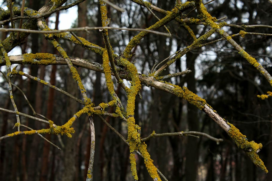 branches, overgrown, aesthetic, tree, nature, plant, forest HD wallpaper
