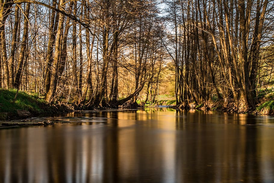 brown leaf trees near body of water photo, river, bald trees HD wallpaper