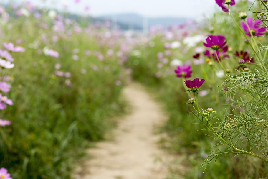 cosmos, gil, beautiful, flower, plant, flowering plant, beauty in nature HD wallpaper