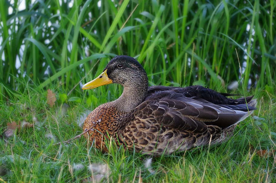 duck, grass, feather, pond, lake, birds, green, bill, plumage HD wallpaper