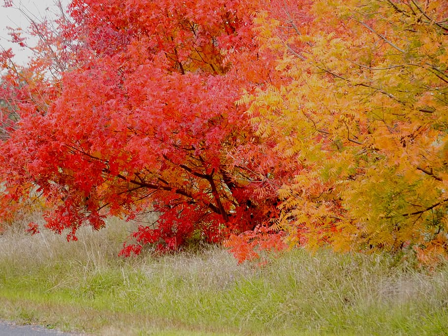 autumn, colour, fall, plant, change, tree, beauty in nature HD wallpaper