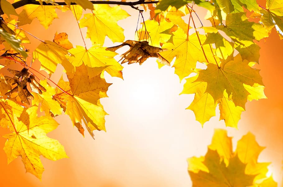 Autumn, Tree, Leaves, Leaf, trees, branches, yellow, seasons HD wallpaper