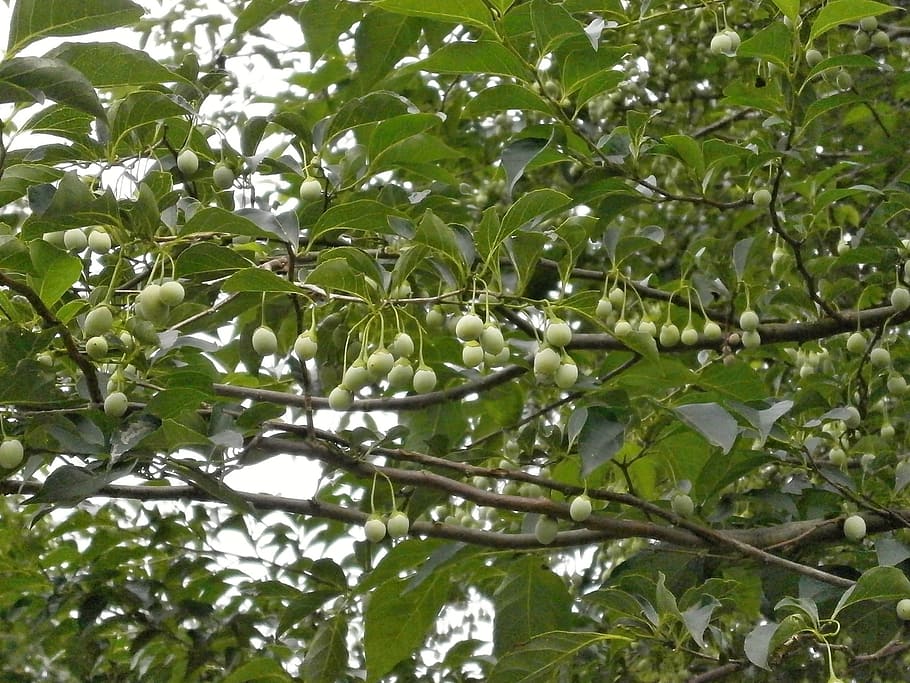 styrax, styrax styrax genera, nuts, green fruit, summer, plant HD wallpaper