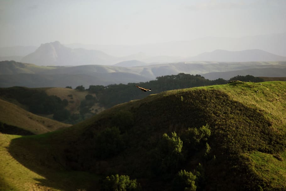 Cruising Altitude, aerial photography of hills, mountain, bird HD wallpaper