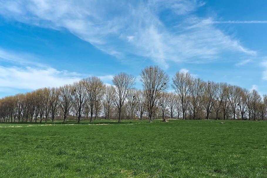 landscape, meadowlands, trees, bare branches, blue, mood, sky HD wallpaper