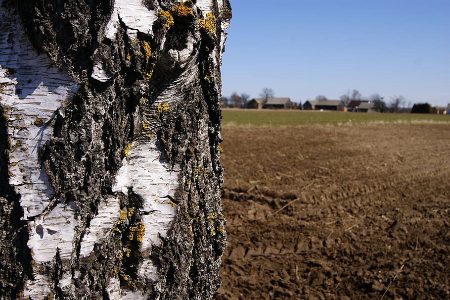 macro, tree, the bark, nature, closeup, beauty, green, spring HD wallpaper