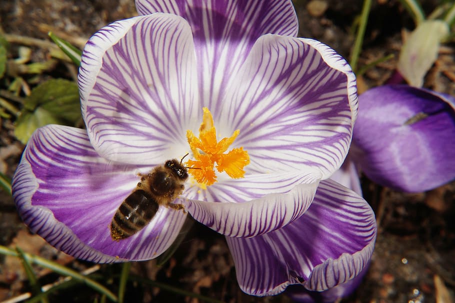 crocus, flower, blossom, bloom, close, bee, frühlingsanfang HD wallpaper