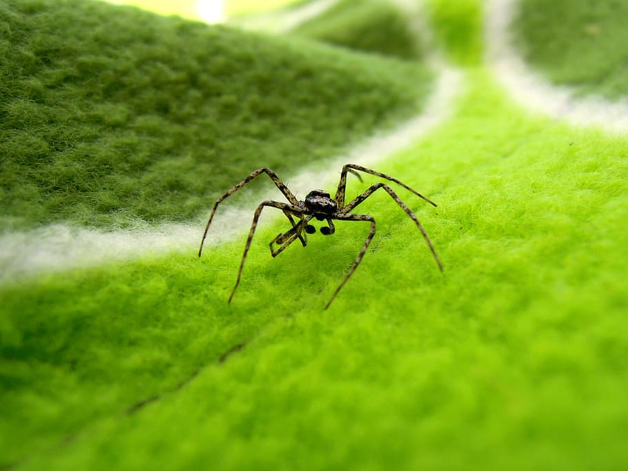 spider, bug, insect, nature, animal, animal wildlife, animal themes HD wallpaper