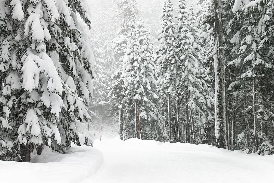 road and trees with snow, pine trees covered snow, forest, path HD wallpaper