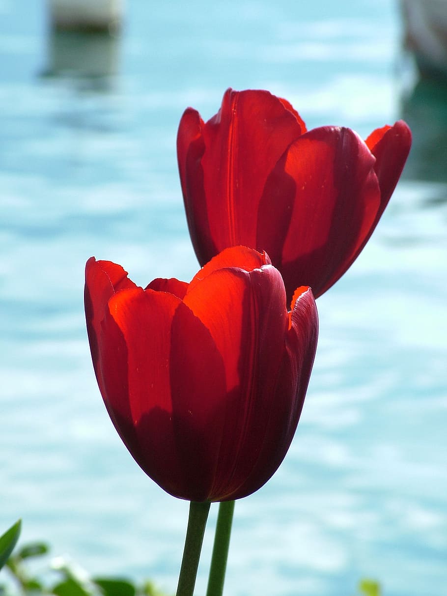 selective focus photo of two red tulips, spring, lake, back light HD wallpaper