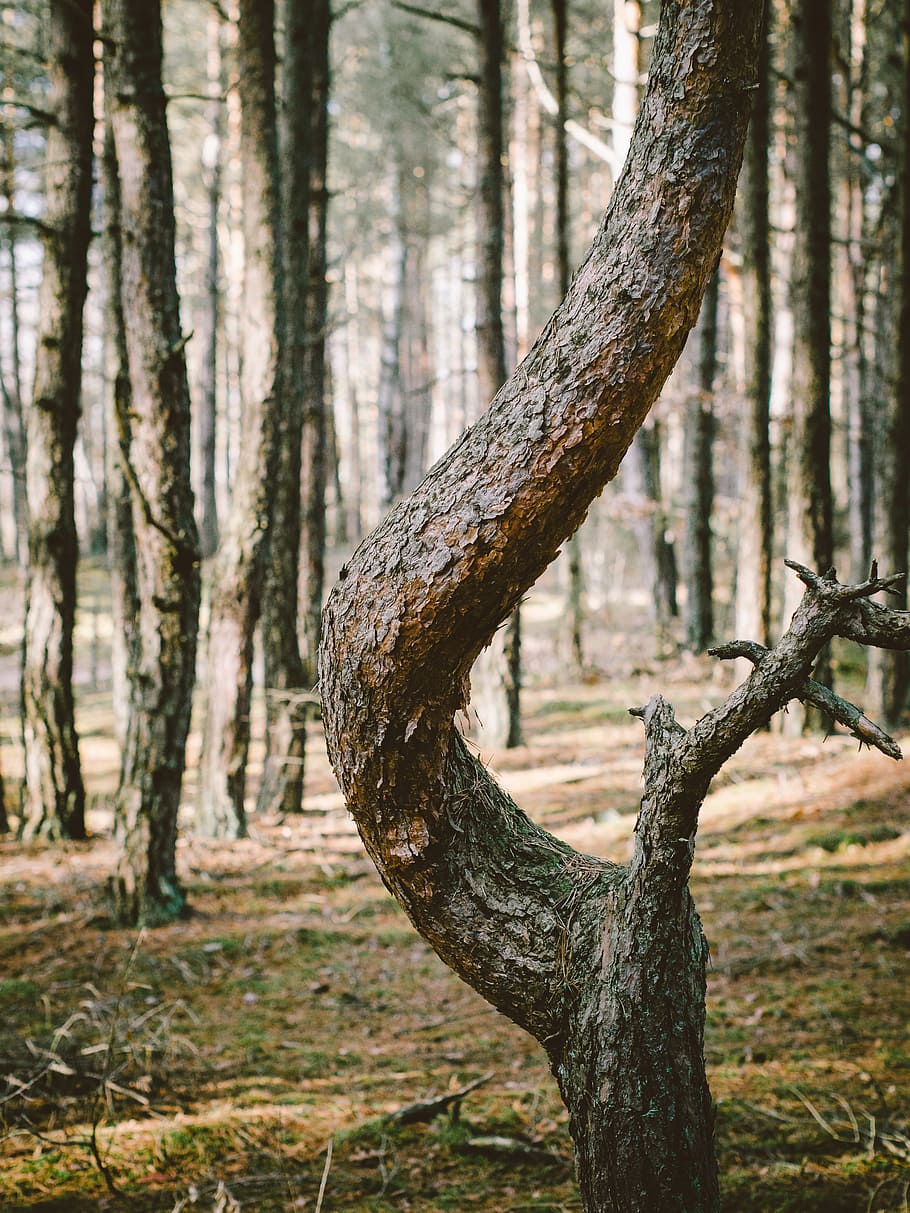 forest, trunk, shape, winding, woods, tree, bark, nature, plant HD wallpaper