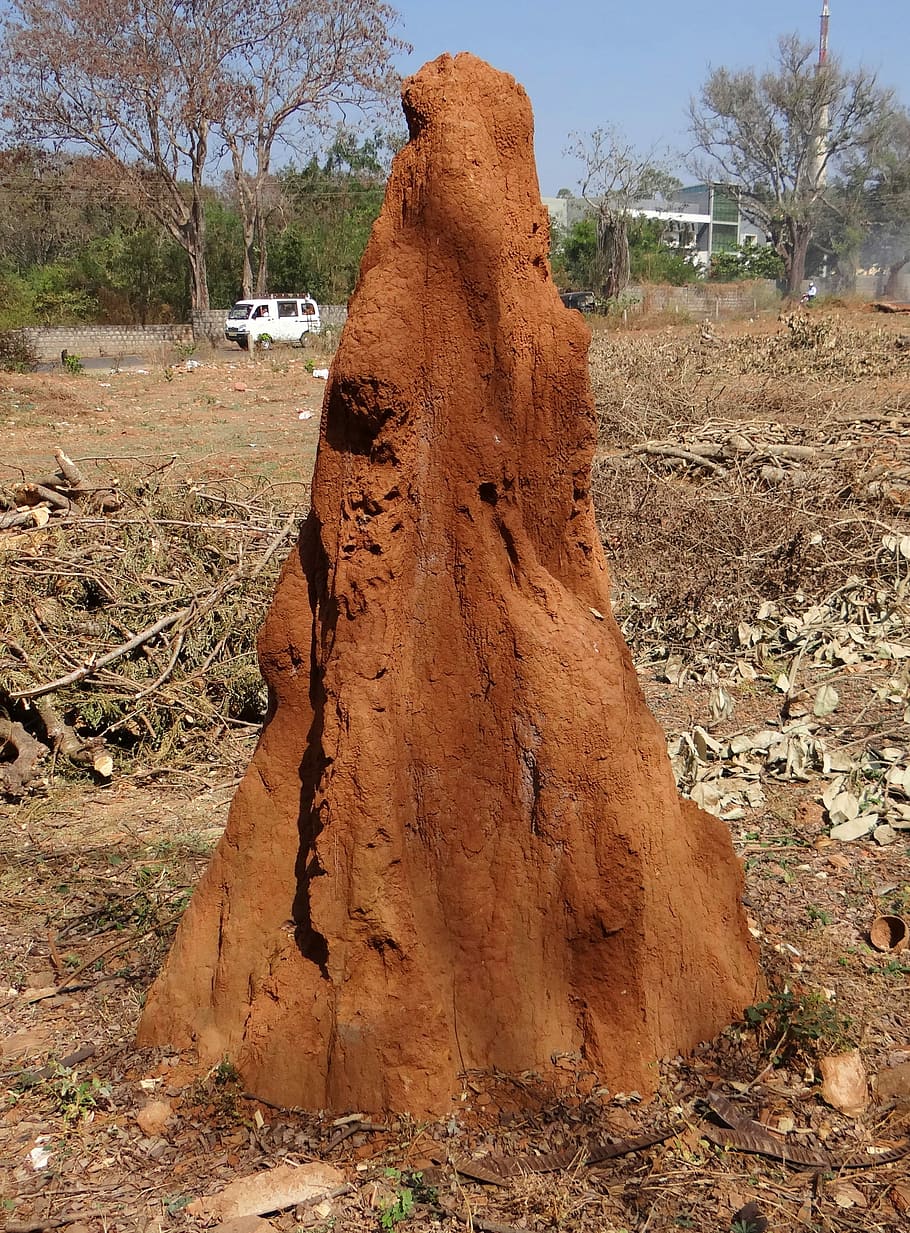 Termite, Hill, Mound, Dharwad, termite hill, termites, india HD wallpaper