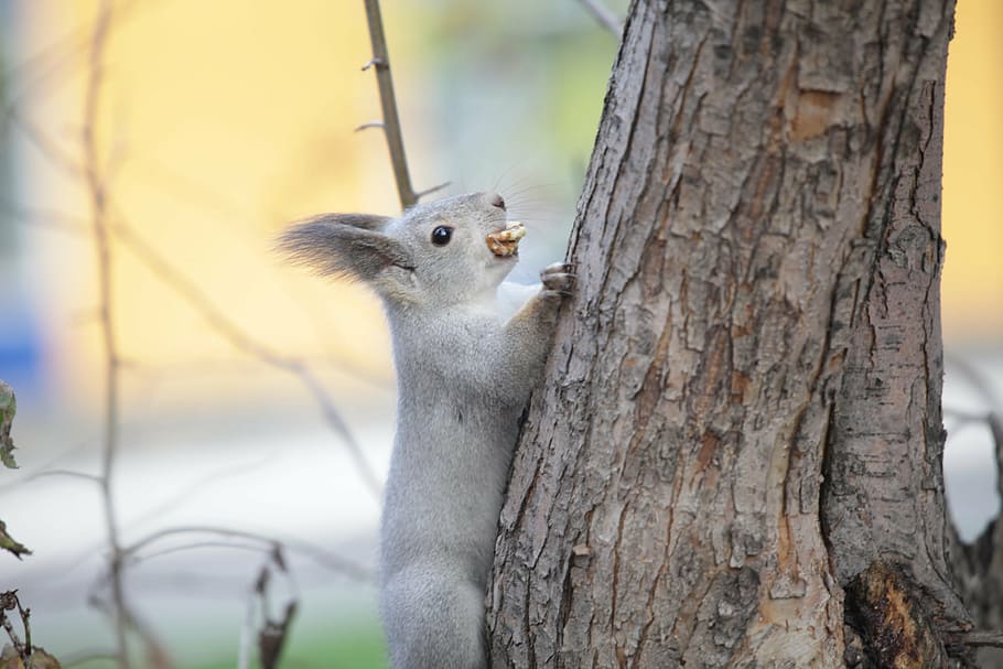 koala climbing on tree, squirrel, nature, animals, park, city park HD wallpaper