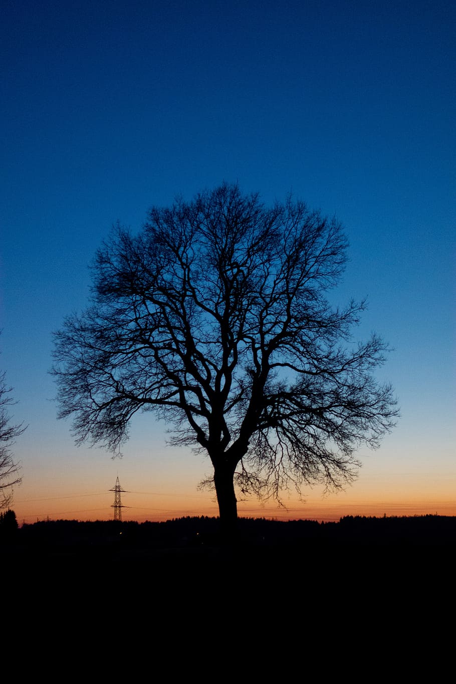silhouette of tree, sun, sunset, sunrise, dawn, afterglow, red HD wallpaper