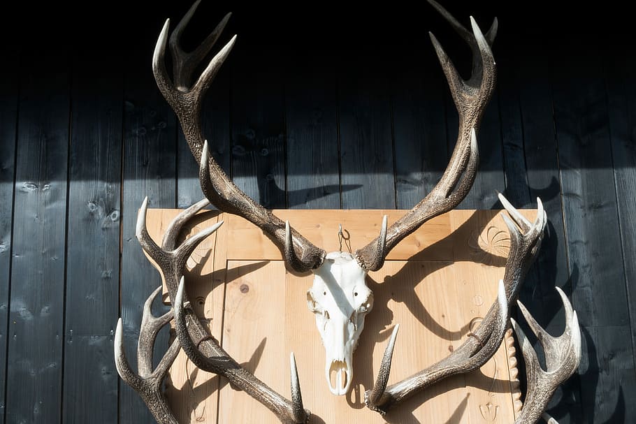 Antler, Hirsch, Trophy, Collection, Wild, nature, animal, sculpture HD wallpaper