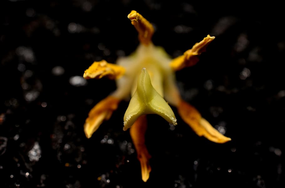 stamens, macro, yellow, close-up, nature, no people, vulnerability HD wallpaper